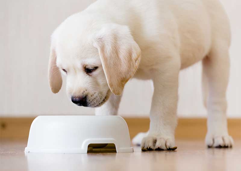 when to give a puppy adult food
