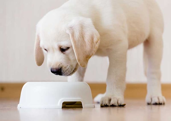 puppy food to adult food