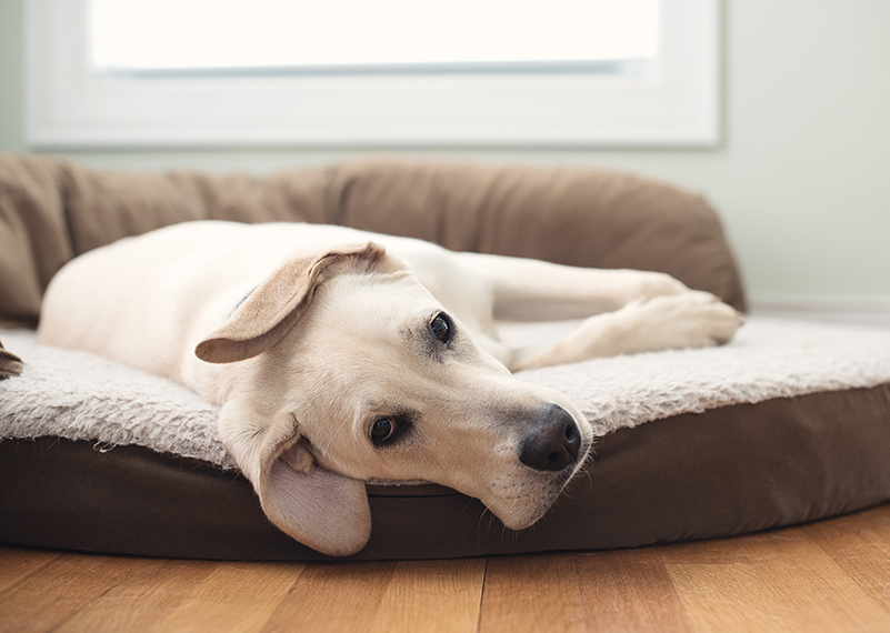 new dog checklist