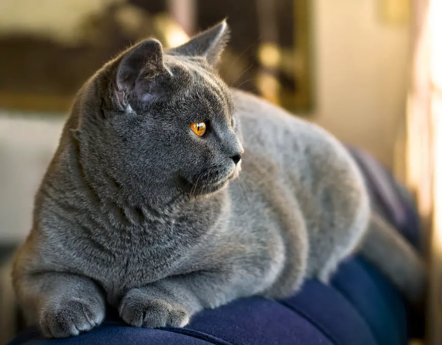 chubby-grey-cat-on-blue-couch
