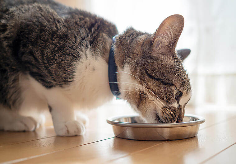 Cat-eat-from-metal-dish