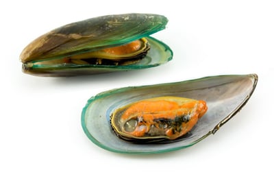 green-lipped-mussels