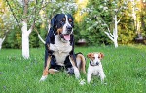  Quanto tempo os cães podem segurar seu xixi?