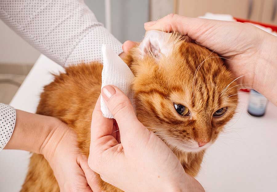 how to get rid of ear mites in cats
