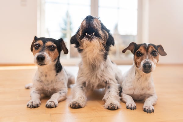 How To Stop Dog Barking When Left Alone