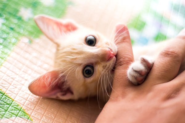 How To Stop A Kitten From Biting Teething Kitty Solutions