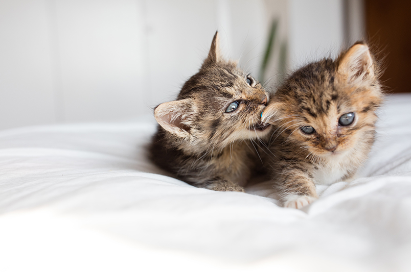 how do i stop kitten from biting