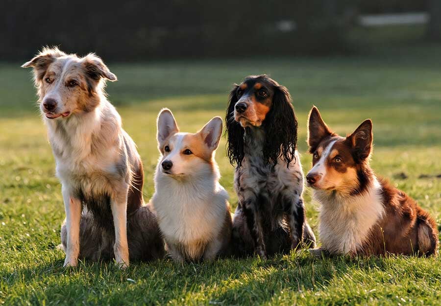 what dog should i get