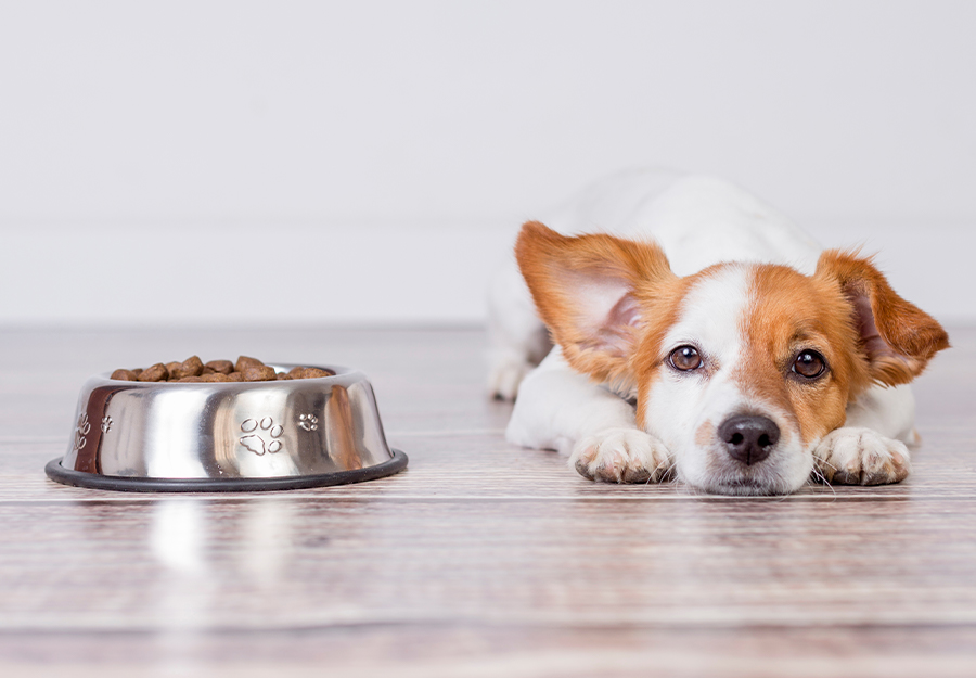 healthy dog food weight loss