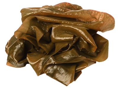 kelp for dogs