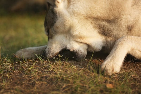 Why do dogs eat dirt and roots