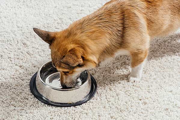 dog-drinking-water-bowl-corgi