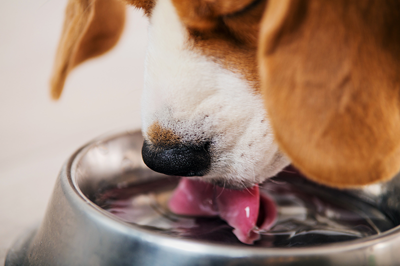 how to rehydrate a dog