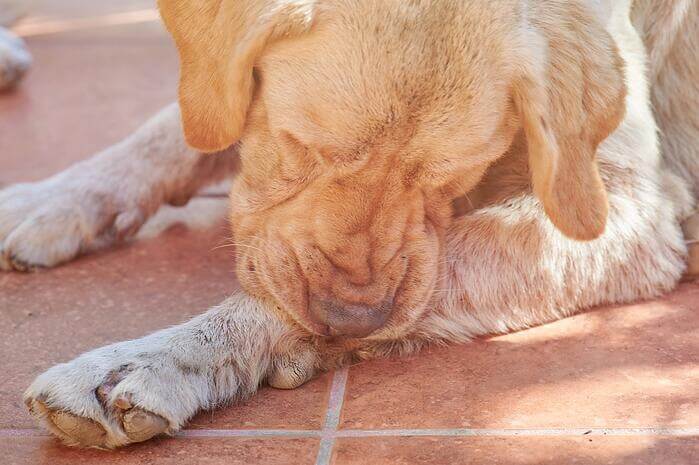 Yellow lab with allergies chewing legs