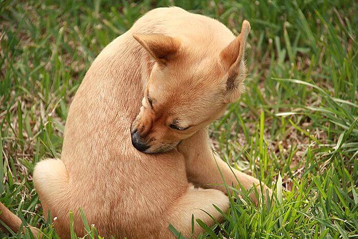 itchy dog with seasonal allergies