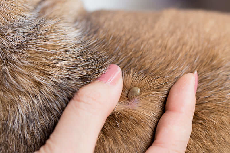 how to get a tick of a dog