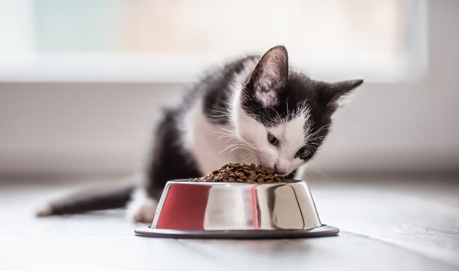 kitten diet food