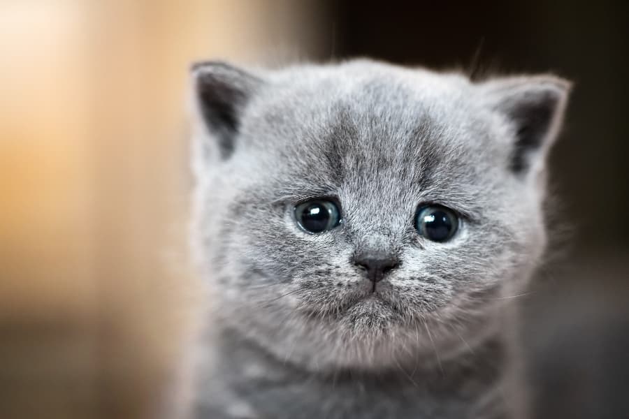sad-sick-kitten