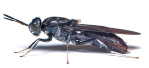 black-fly