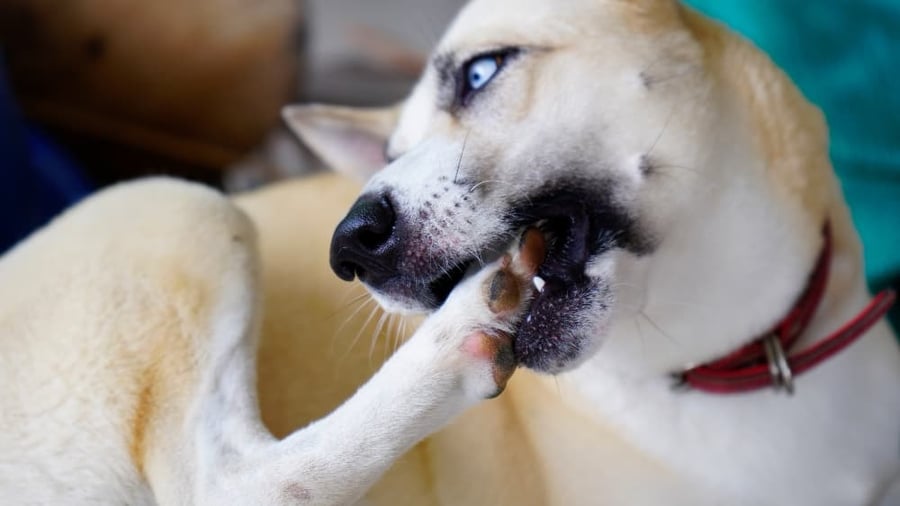 Can bug bites make dogs sick