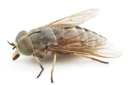 horse-fly