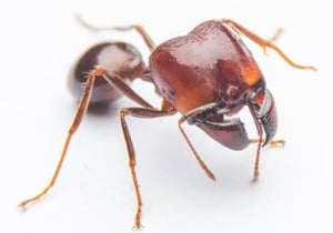 red-ant