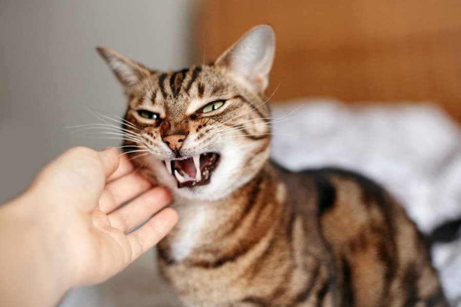 angry-cat-being-petted-by person (1)