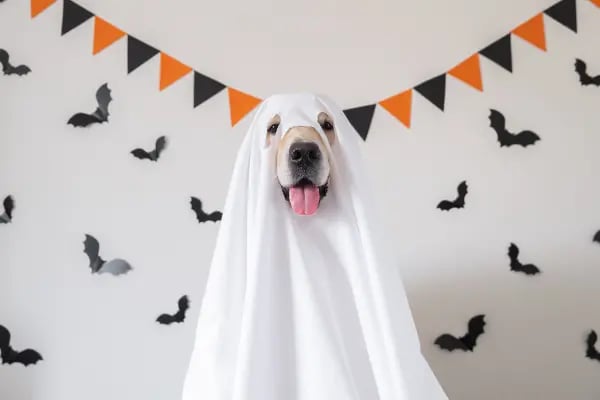 14 DIY Dog Costumes So Easy to Make It's Scary