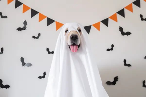 spooky-dog-ghost-costume