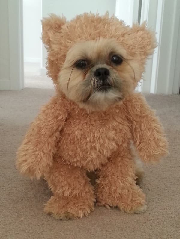 diy dog ewok costume