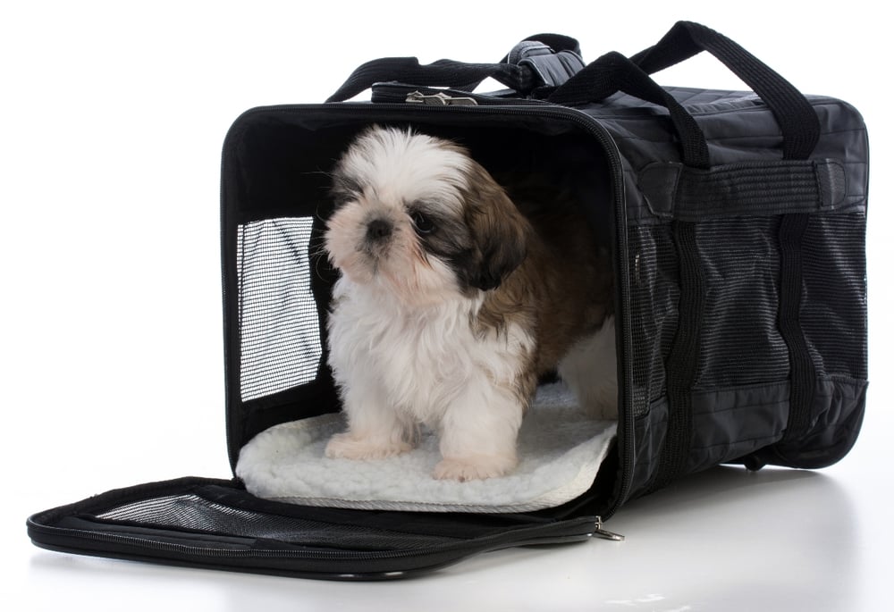 tips flying with dog