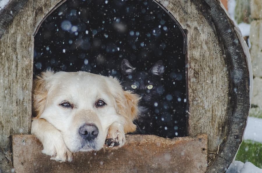 dog-relaxing-in-winter-dog-house