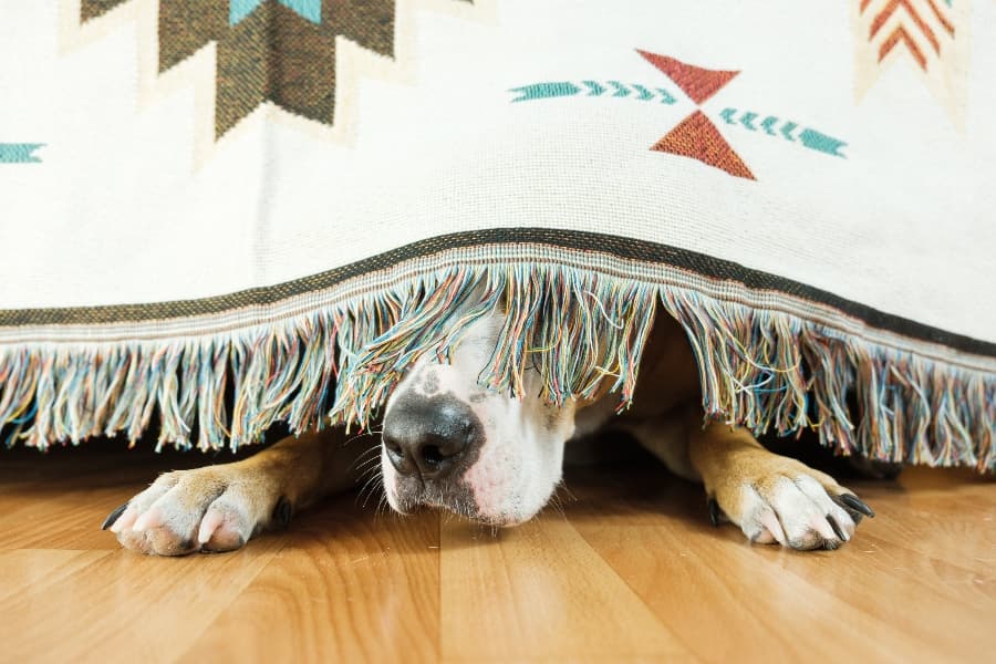 how to reduce dog stress and anxiety