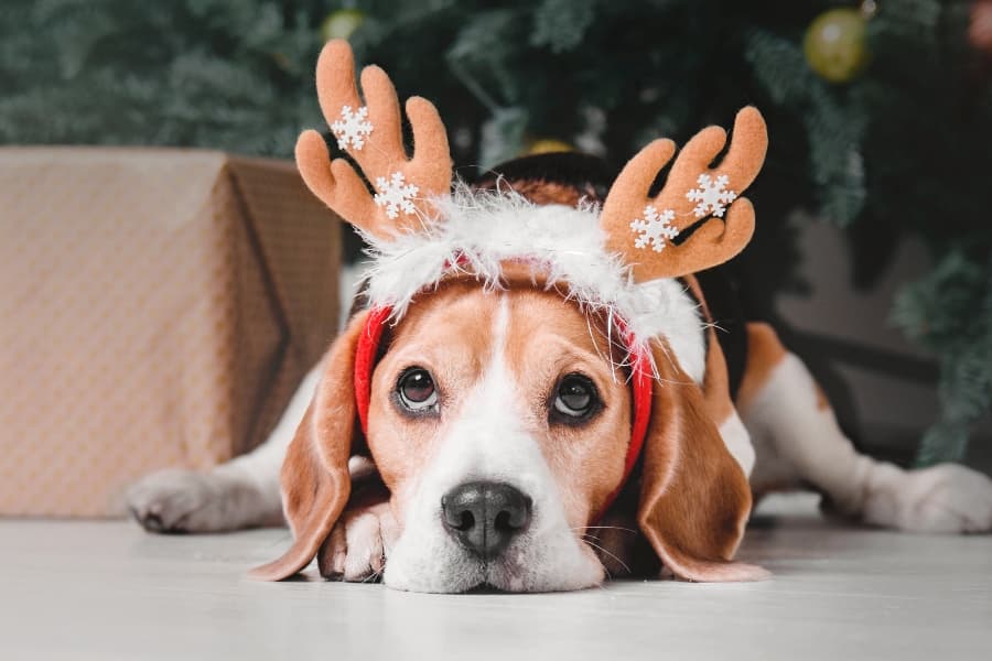 dog-christmas-costume-article-feature