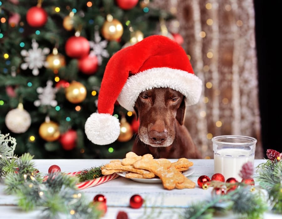 dog-stealing-santas-milk-cookies