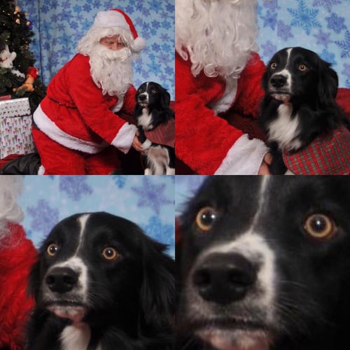 santa-with-dog-i just wanted a picture