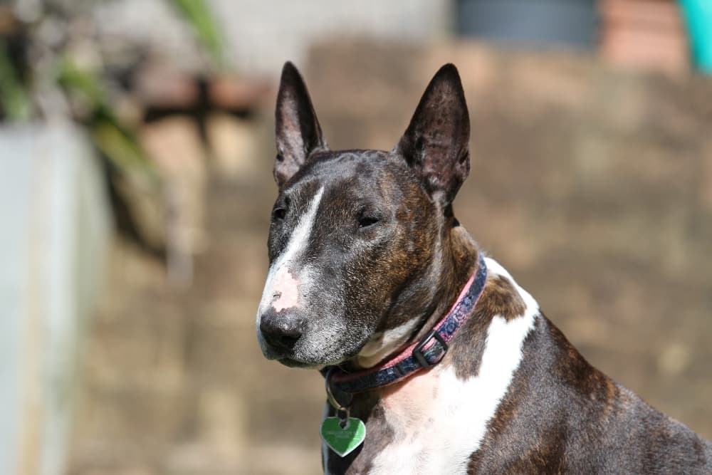 bull-terrier-with-green-dog-tag (1)