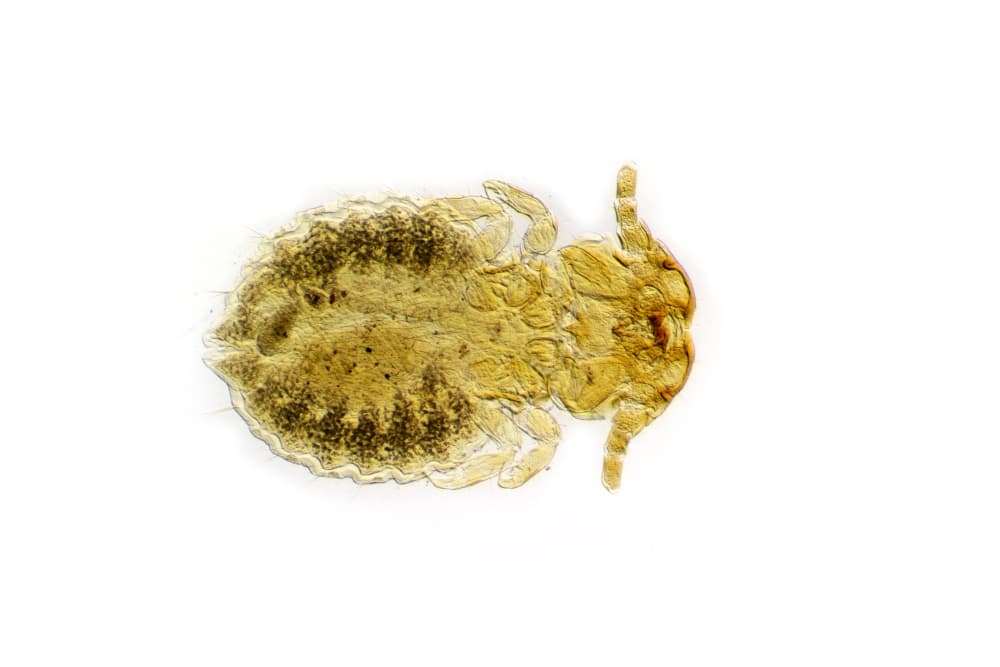 how long can dog lice survive without a host