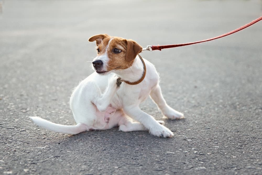 jack-russel-on-leash-scratching-neck