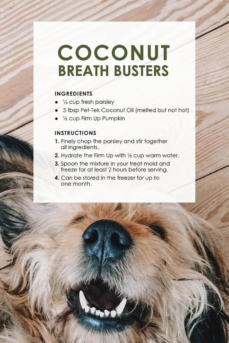 anti inflammatory diet recipes for dogs