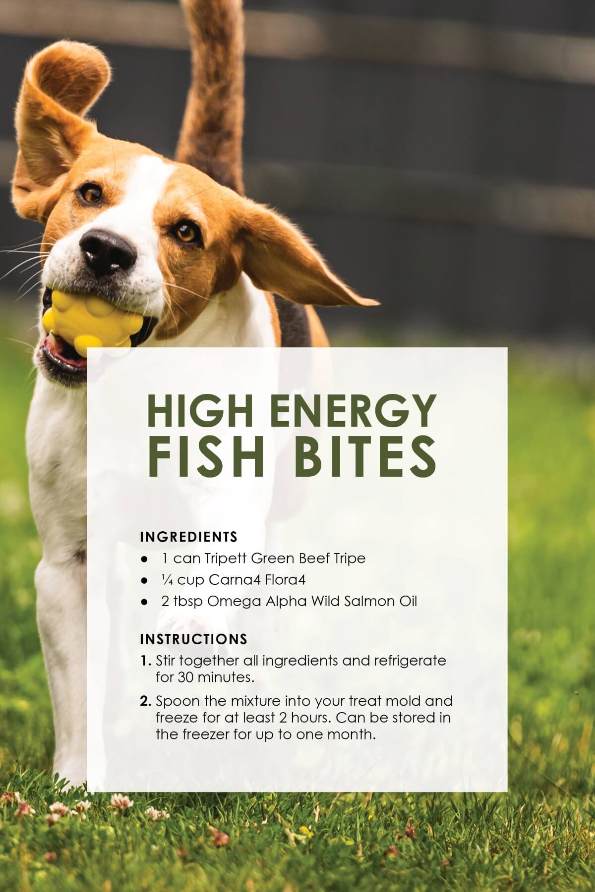 anti inflammatory diet recipes for dogs