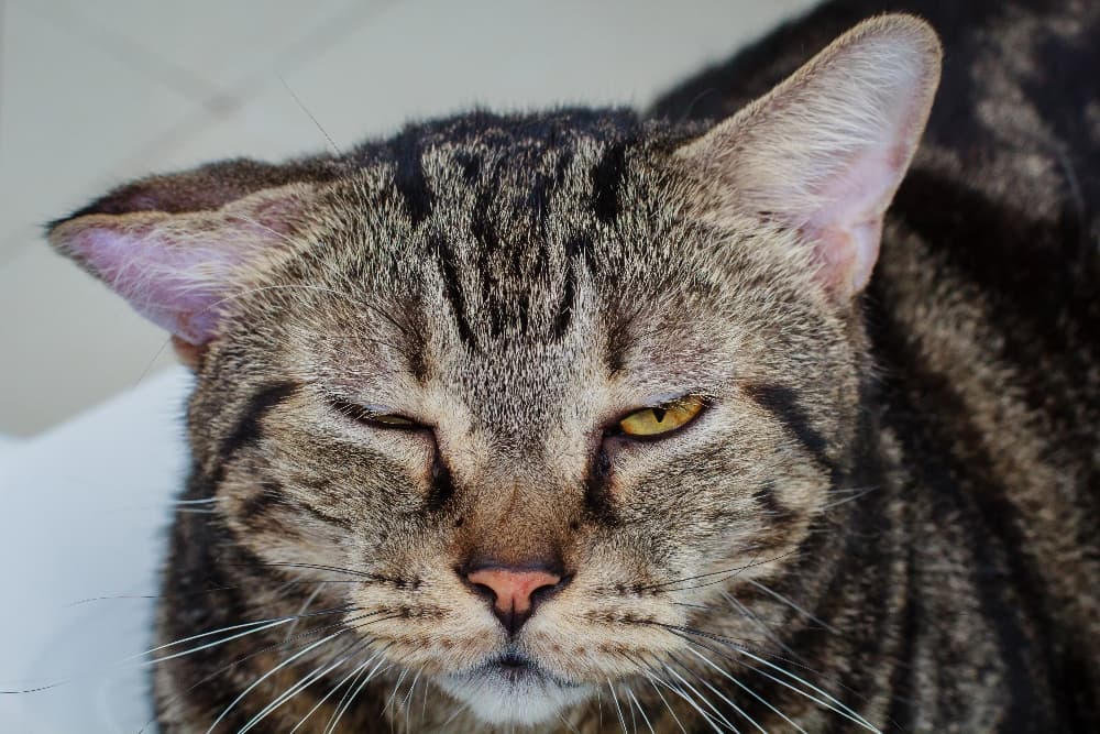diy ear mite treatment for cats