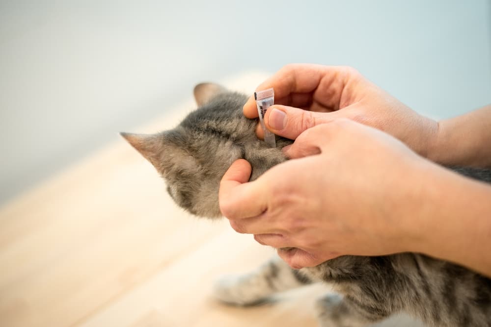 cat-getting-flea-treatment