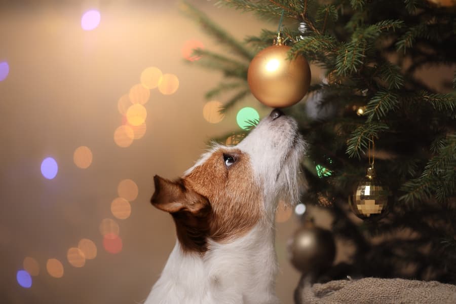 dog-curiously-checking-out-Christmas-ornaments