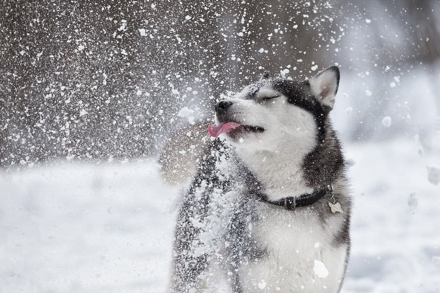 husky-dog-catching-snowflakes