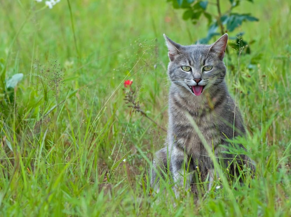cat-panting-in-field (1)