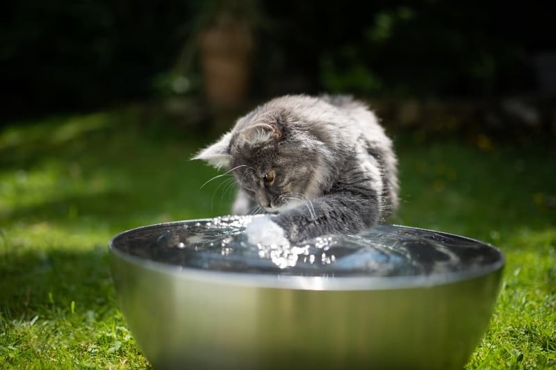 how to keep cats cool in summer