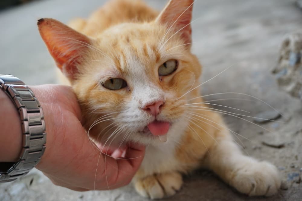 orange-cat-drooling (1)