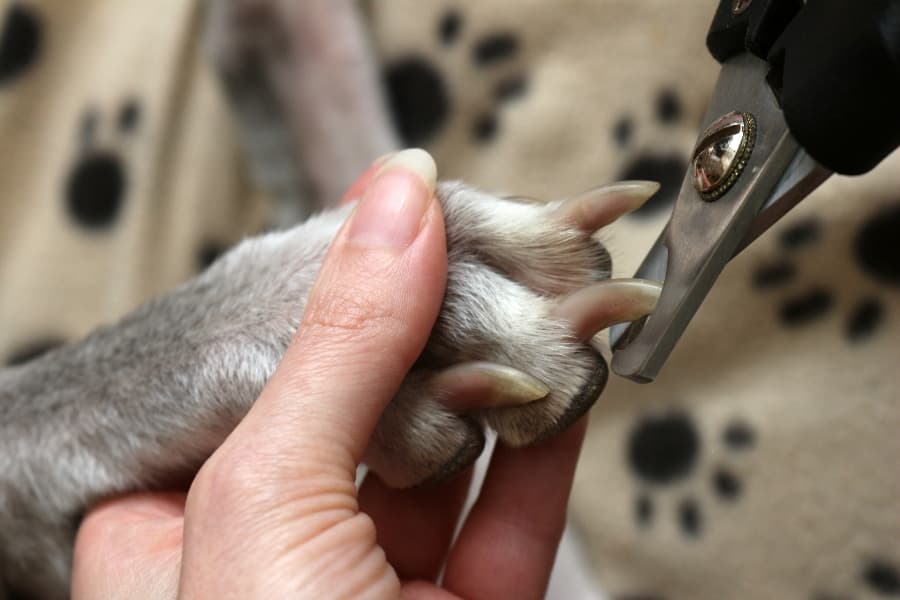 dog-getting-nail-cut