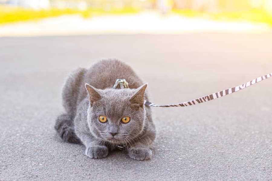suspicious-cat-on-a-leash (1)